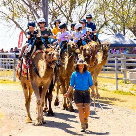 Camel Ride