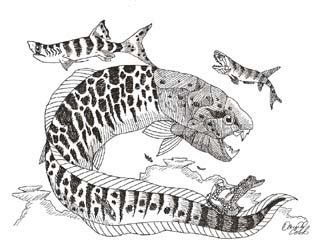 Devonian Animals - Devonian Fish Sidesteps Current Evolutionary Theory ...