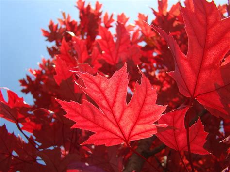 Autumn Leaves Fall Art Bright Red Leaves Baslee Troutman Photograph by ...