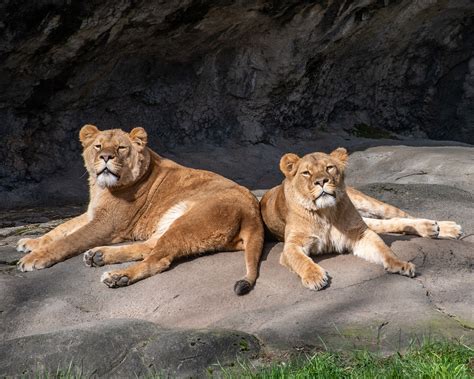 40+ Free Lion Couples & Lion Images - Pixabay