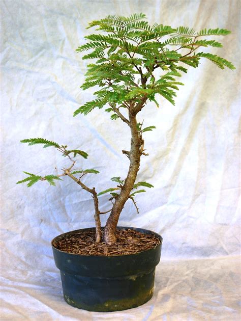 Tropical Mimosa - 9" Pot - Wigert's Bonsai | Bonsai plants, Indoor ...