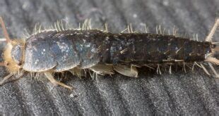 Silverfish Articles & Reviews 2021 | Pestnile