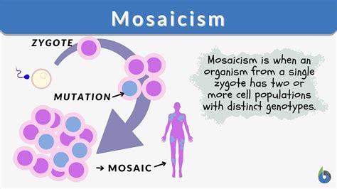 Mosaicism Definition and Examples - Biology Online Dictionary