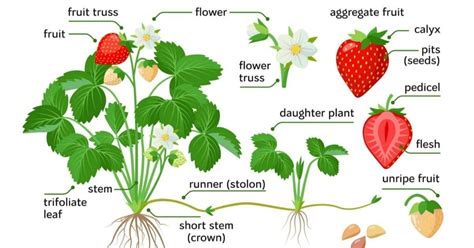 How To Grow Strawberry Plants