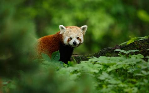 The Remarkable Yet Unknown Species of India – The Red Panda - JungleSutra