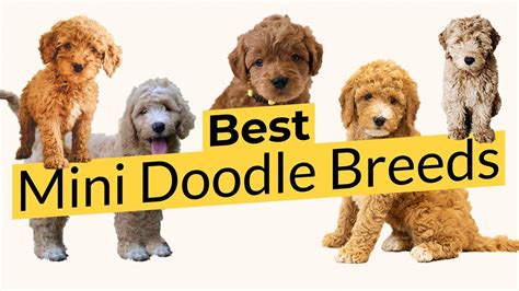 Best Mini Doodle Breeds! 🏆🐶🥇 - YouTube