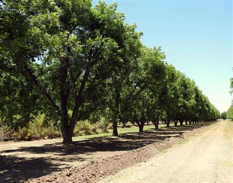 PECAN GROW GUIDE: GO NUTS! | Pecan tree, Backyard trees, Perfect plants