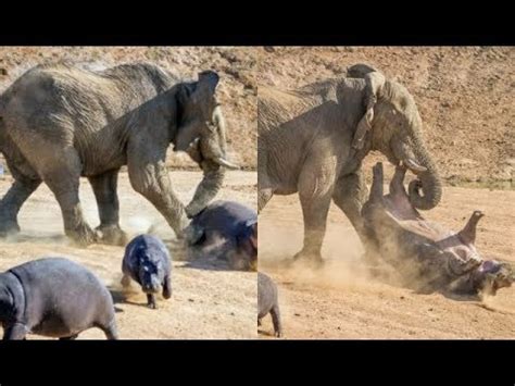 ELEPHANT VS HIPPO EXTREMELY RARE INCIDENT - YouTube