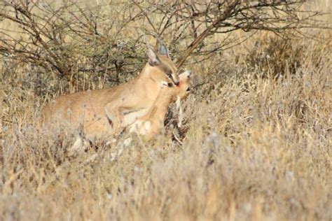 Watch: Kalahari jackals loot a caracal's kill | Predator vs Prey ...