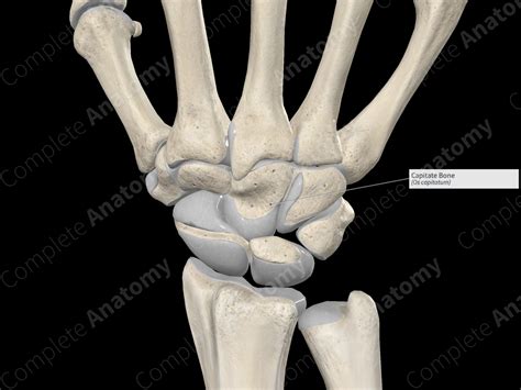 Capitate Bone | Complete Anatomy