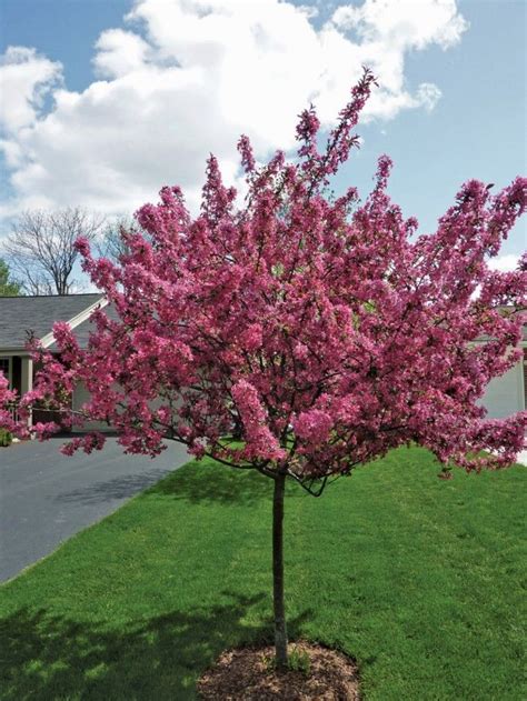 Beautify Your Yard With Crapabble Trees | Flowering trees michigan ...