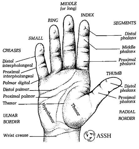 Hand Surface Anatomy – Language of Hand and Arm Surgery Series