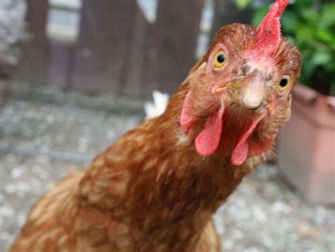 Research team grows "dinosaur legs" on a chicken for the first time