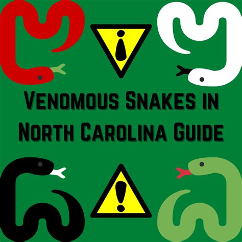 Venomous Snakes of North Carolina Guide – The Howler