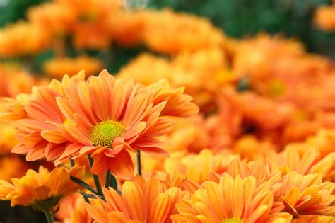 52 Vibrant Plants With Orange Flowers | Horticulture.co.uk