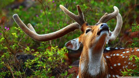 Wild Deer Pictures Wallpaper (54+ images)