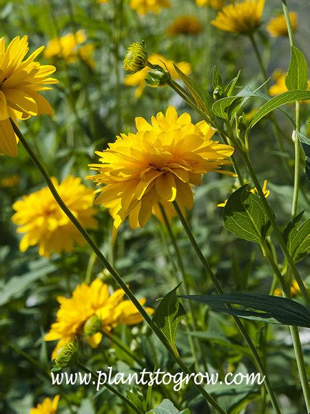 Golden Glow Rudbeckia (Rudbeckia laciniata hortensia) | Plants To Grow ...