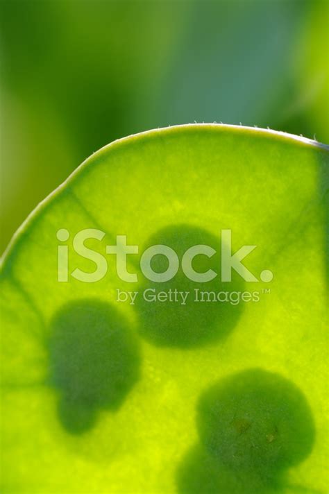 Lunaria Annua (Honesty) Seedpod With Seeds Stock Photo | Royalty-Free ...