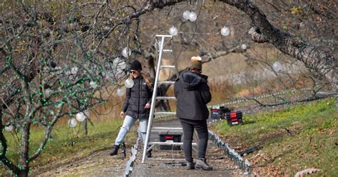 PHOTOS: Preparing Winterlights at Naumkeag | Multimedia ...