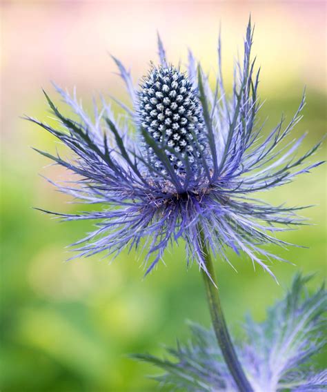 Sea holly varieties: 16 types of eryngium to grow yourself | Gardeningetc