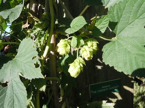 Hops vine – Growing | Walter Reeves: The Georgia Gardener