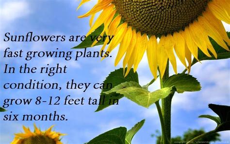 Fact #1 - Sunflower interesting and fun facts Sunflower Facts, Fast ...