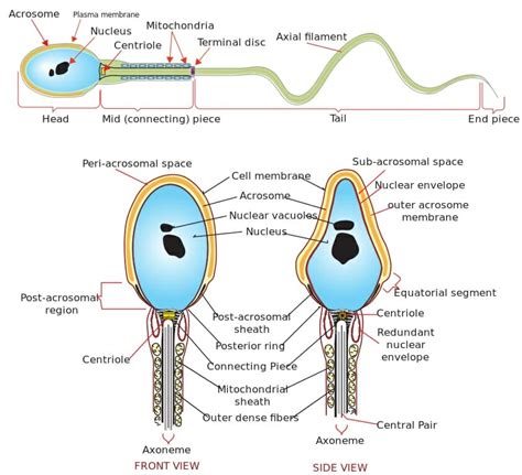 Sperm Motility | Biology Dictionary