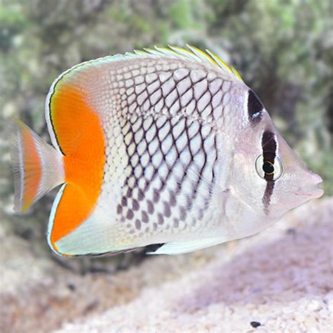 Pearlscale Butterfly Orange Tail Fast Professional service Abyss Aquatics