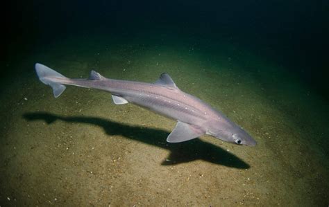 Spiny dogfish (Squalus acanthias) — Gills Club