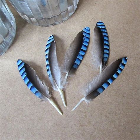 Blue Jay Feathers ethically Sourced CHECK MY SIZE Before Buying - Etsy ...