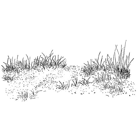 Beach Grass 1347I | Grass drawing, Landscape drawings, Landscape sketch