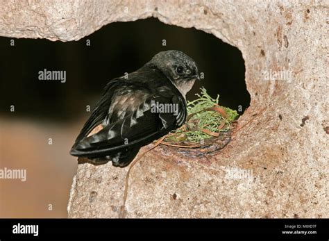 Swiftlet Bird Nest Stock Photos & Swiftlet Bird Nest Stock Images - Alamy