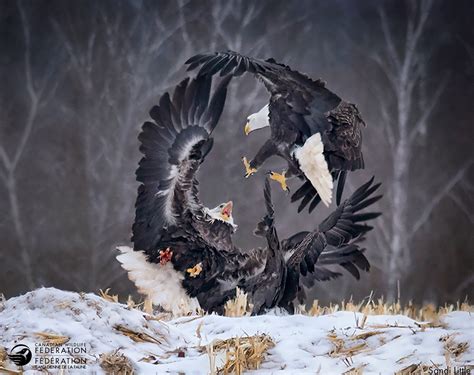 Canadian Wildlife Federation: Reflections of Nature Photo Contest Winners