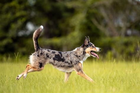 10 Australian Dog Breeds for Active Families — Australian Dogs