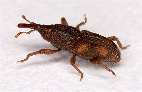 Rice weevil - Wikipedia