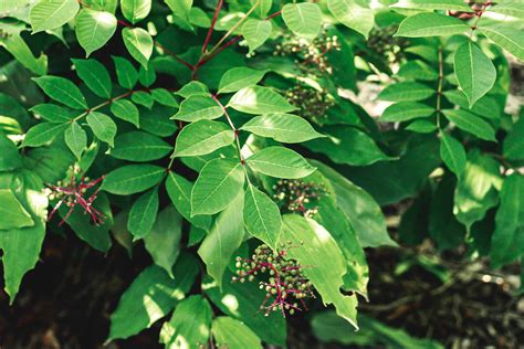 Poison Sumac: Toxicity and Identification