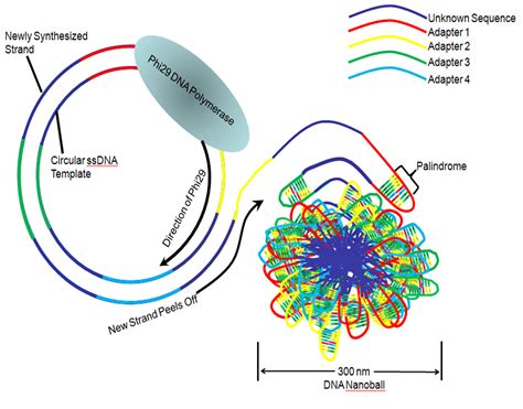 DNA nanoball sequencing