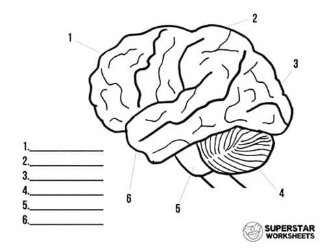 Human Brain Worksheets - Superstar Worksheets