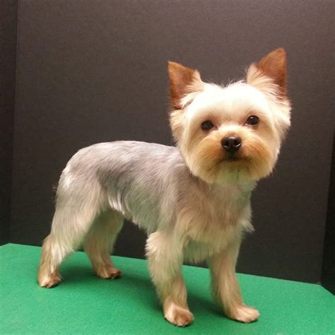 about Yorkshire Terrier Haircut on Pinterest | Yorkie haircuts, Yorkie ...