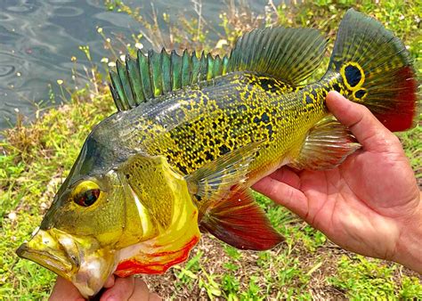 Fishing in South Florida for Clown Knifefish, Peacock Bass, and Cichlids