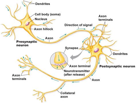 Nerve Cells and Electric Signaling (www.droualb.faculty.mjc.edu) | Cell ...