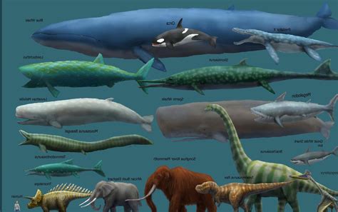 Blue Whale Size Chart Pictures on Animal Picture Society