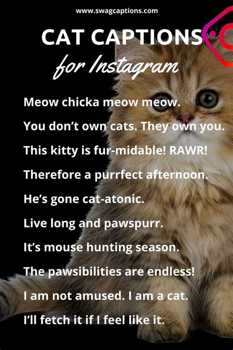 Cat Captions for Instagram