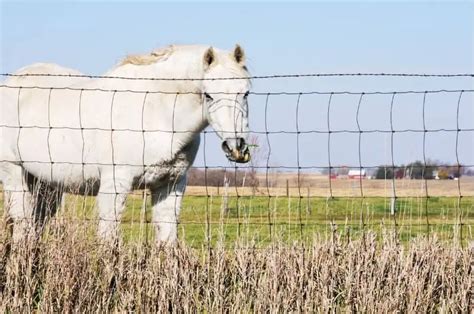 Wire Fencing For Horses: Everything You Need To Know