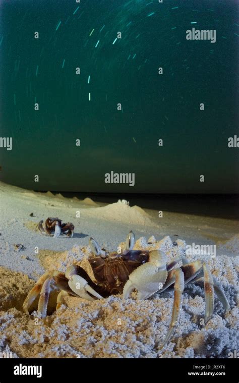 Horned Ghost crabs, Horned-eyed Ghost Crab, Ghost Crabs and star trails ...