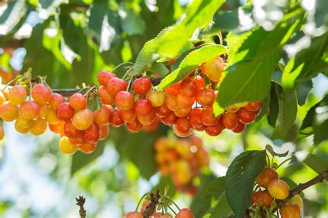 Regarded by many as the best yellow cherry, Prunus avium 'Rainier' is a ...