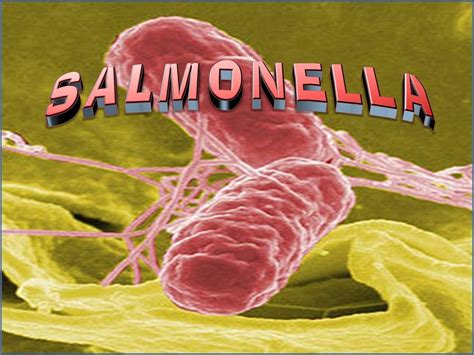 Salmonella - Causes, Prevention, Symptoms, Salmonella Treatment