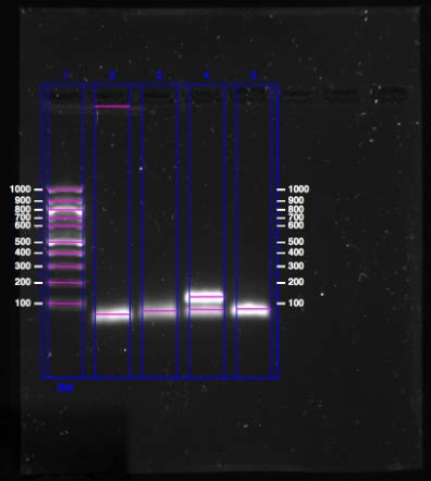 Do primer dimers make my PCR product not-reliable? | ResearchGate