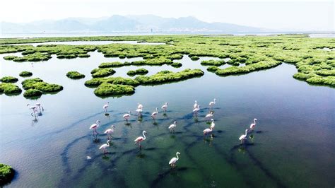 Healthy Salt Marshes Harbor Rich Biodiversity—and Help Fight Climate ...