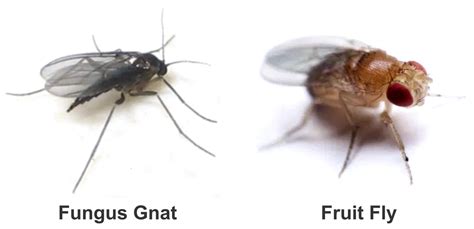 Fruit Flies vs. Fungus Gnats - What's the difference? – GrowGreatPlants.com